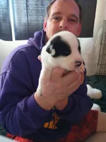 Zeus, a male Dalmatian and Great Pyrenees for sale in Westfield, IL – Photo 5 of 10