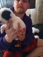 Zeus, a male Dalmatian and Great Pyrenees for sale in Westfield, IL – Photo 9 of 10