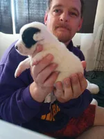 Zeus, a male Dalmatian and Great Pyrenees for sale in Westfield, IL – Photo 2 of 10