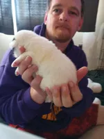 Zeus, a male Dalmatian and Great Pyrenees for sale in Westfield, IL – Photo 4 of 10