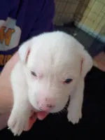 Casper, a female Dalmatian and Great Pyrenees for sale in Westfield, IL – Photo 5 of 9