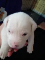 Casper, a female Dalmatian and Great Pyrenees for sale in Westfield, IL – Photo 7 of 9