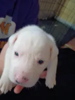 Casper, a female Dalmatian and Great Pyrenees for sale in Westfield, IL – Photo 2 of 9