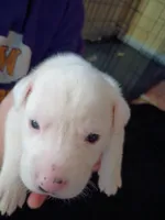 Casper, a female Dalmatian and Great Pyrenees for sale in Westfield, IL – Photo 4 of 9