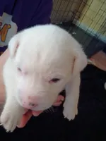 Casper, a female Dalmatian and Great Pyrenees for sale in Westfield, IL – Photo 6 of 9