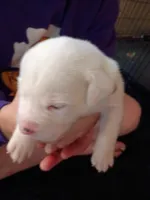 Casper, a female Dalmatian and Great Pyrenees for sale in Westfield, IL – Photo 8 of 9
