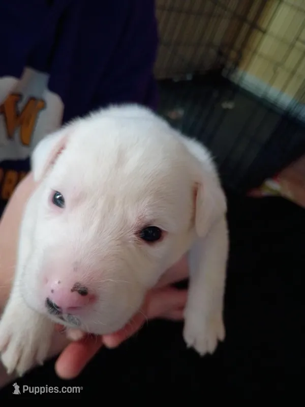 Casper – Dalmatian, Great Pyrenees puppy for sale in Westfield, IL