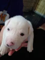 Casper, a female Dalmatian and Great Pyrenees for sale in Westfield, IL – Photo 1 of 9