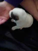 Cleo, a female Dalmatian and Great Pyrenees for sale in Westfield, IL – Photo 4 of 7