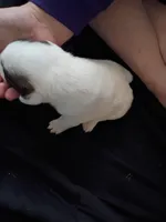 Cleo, a female Dalmatian and Great Pyrenees for sale in Westfield, IL – Photo 7 of 7