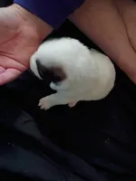 Cleo, a female Dalmatian and Great Pyrenees for sale in Westfield, IL – Photo 6 of 7