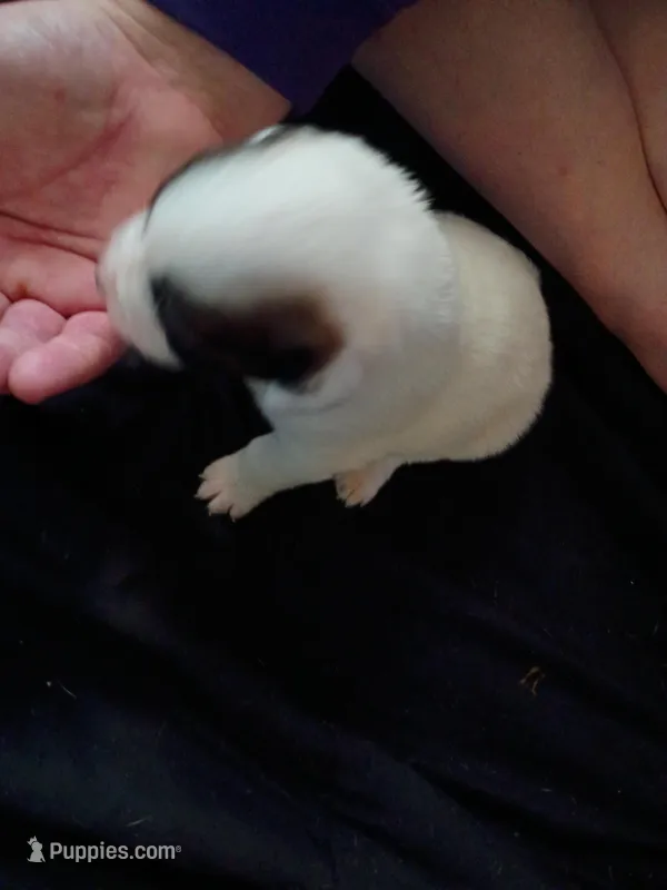 Cleo – Dalmatian, Great Pyrenees puppy for sale in Westfield, IL