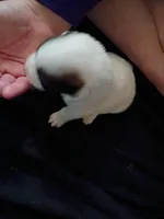 Cleo, a female Dalmatian and Great Pyrenees for sale in Westfield, IL – Photo 1 of 7