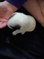 Cleo, a female Dalmatian and Great Pyrenees for sale in Westfield, IL – Photo 2 of 7