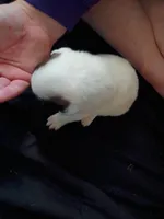 Cleo, a female Dalmatian and Great Pyrenees for sale in Westfield, IL – Photo 3 of 7