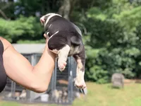 Tri black , a male Olde English Bulldogge for sale in Chepachet, RI – 2 of 6