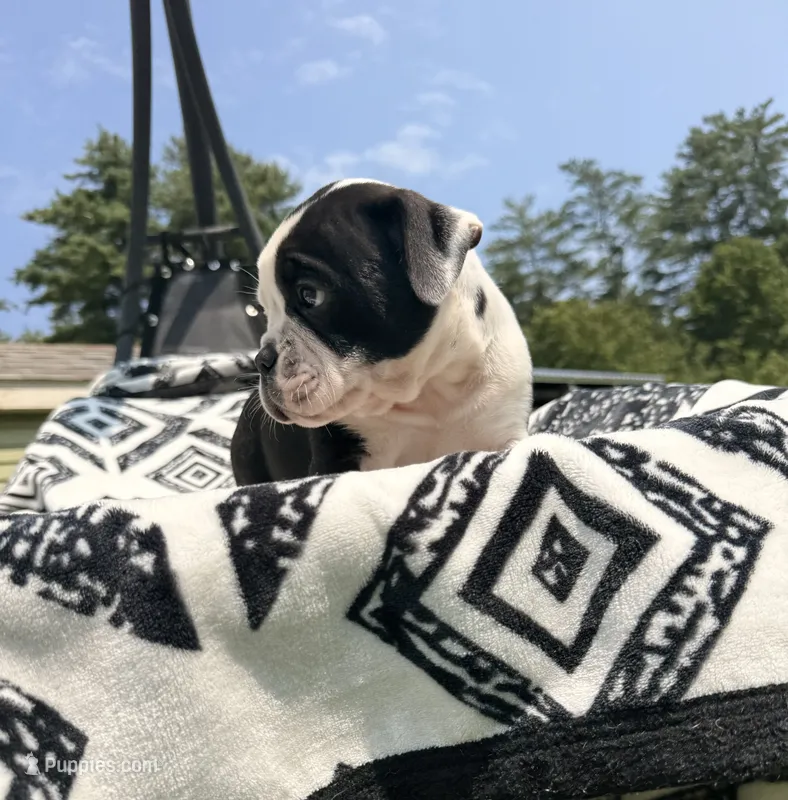 Black white  – Olde English Bulldogge puppy for sale in Chepachet, RI