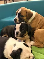 Sable white , a female Olde English Bulldogge for sale in Chepachet, RI – 2 of 4