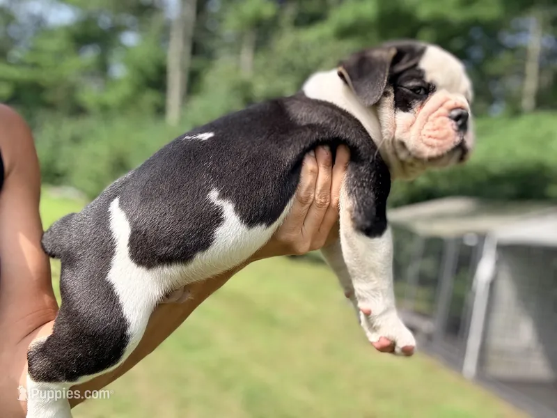 Tri black  – Olde English Bulldogge puppy for sale in Chepachet, RI