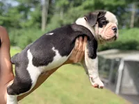 Tri black , a male Olde English Bulldogge for sale in Chepachet, RI – 1 of 6