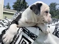Black white , a female Olde English Bulldogge for sale in Chepachet, RI – 5 of 7