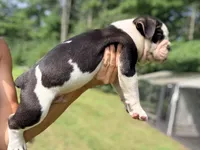 Tri black , a male Olde English Bulldogge for sale in Chepachet, RI – 4 of 6