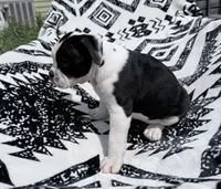 Black white , a female Olde English Bulldogge for sale in Chepachet, RI – 4 of 7