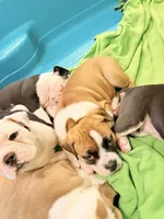 Sable white , a female Olde English Bulldogge for sale in Chepachet, RI – 4 of 4