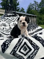Black white , a female Olde English Bulldogge for sale in Chepachet, RI – 3 of 7