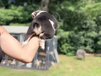 Tri black , a male Olde English Bulldogge for sale in Chepachet, RI – 6 of 6