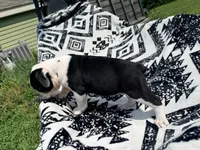 Black white , a female Olde English Bulldogge for sale in Chepachet, RI – 6 of 7