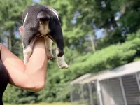 Tri black , a male Olde English Bulldogge for sale in Chepachet, RI – 5 of 6