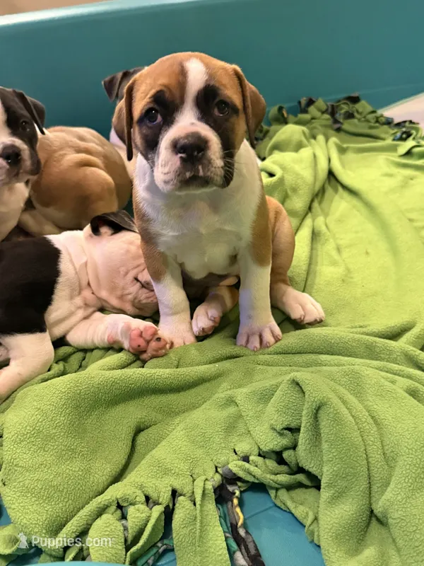 Sable white  – Olde English Bulldogge puppy for sale in Chepachet, RI