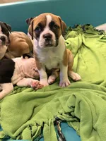 Sable white , a female Olde English Bulldogge for sale in Chepachet, RI – 1 of 4