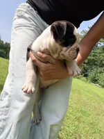 Tri black , a male Olde English Bulldogge for sale in Chepachet, RI – 3 of 6