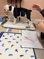Black white , a female Olde English Bulldogge for sale in Chepachet, RI – 8 of 9
