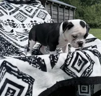 Black white , a female Olde English Bulldogge for sale in Chepachet, RI – 7 of 7