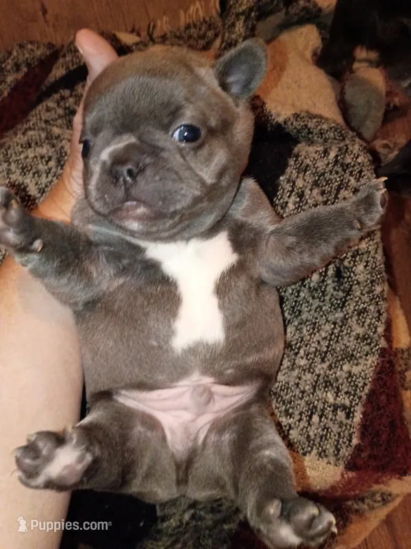 Bluey, a male French Bulldog for sale in Farmington, MO – 1 of 4