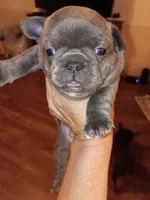 Bluey, a male French Bulldog for sale in Farmington, MO – 2 of 4