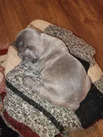 Bluey, a male French Bulldog for sale in Farmington, MO – 4 of 4