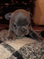 Bluey, a male French Bulldog for sale in Farmington, MO – 3 of 4
