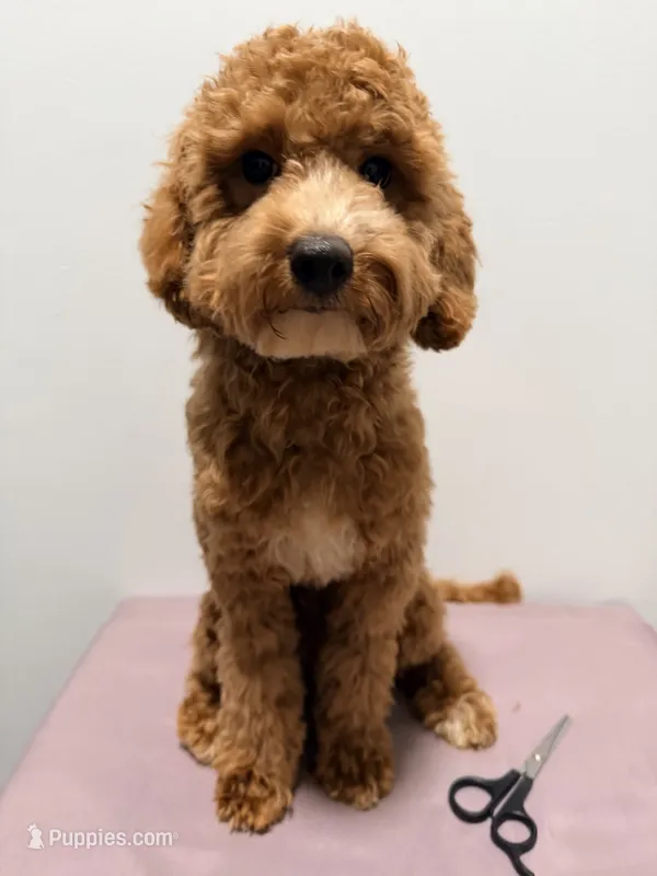 Pepa  – Cavapoo puppy for sale in Ridgewood, NY