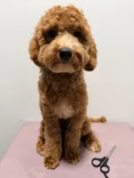 Pepa , a female Cavapoo for sale in Ridgewood, NY – 1 of 4