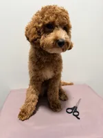 Pepa , a female Cavapoo for sale in Ridgewood, NY – 2 of 4