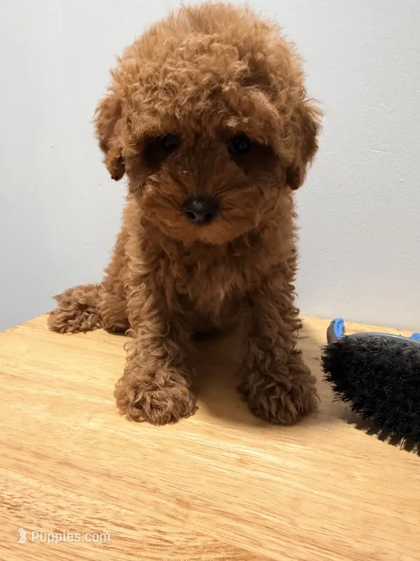 Roja, a female Poodle - Toy  for sale in Ridgewood, NY – 1 of 2