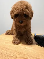 Roja, a female Poodle - Toy  for sale in Ridgewood, NY – 1 of 2