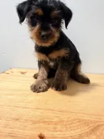 Tito, a male Yorkshire Terrier for sale in Ridgewood, NY – 2 of 3