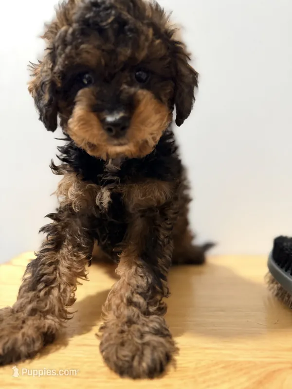 Exotico  – Miniature Bernedoodle puppy for sale in Ridgewood, NY