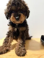 Exotico , a male Miniature Bernedoodle for sale in Ridgewood, NY – 1 of 3