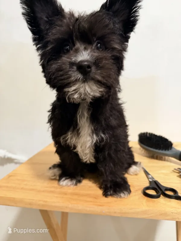Pepper  – Yorkipoo puppy for sale in Ridgewood, NY